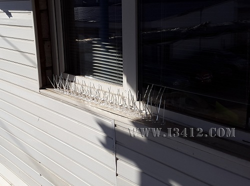 Так выглядят шипы