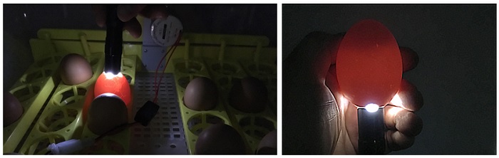 Проводить процедуру овоскопирования можно, не вынимая яйца из лотка