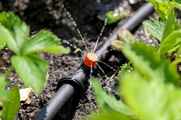 Микродождевой полив кустарников и деревьев Жук