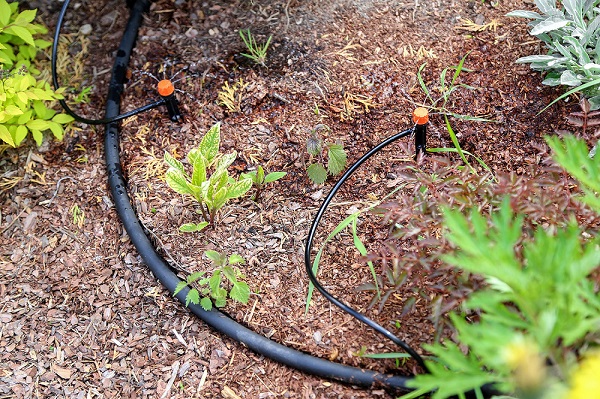 Микродождевой полив кустарников и деревьев Жук