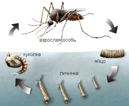 Цикл развития комара: убивая не только взрослых особей, но и личинок, Вы надежно защищаете себя от кровососов!