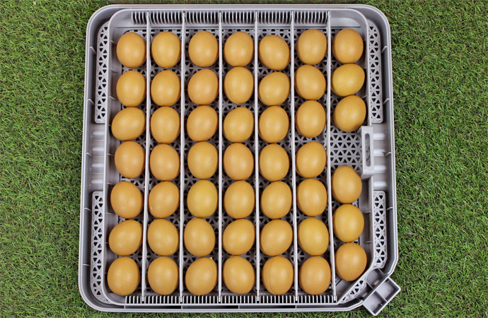 Инкубатор для яиц SITITEK 48