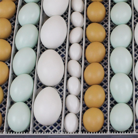 Инкубатор SITITEK 48 подходит для разных видов яиц