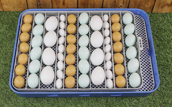 Инкубатор SITITEK 70 подходит для разных видов яиц