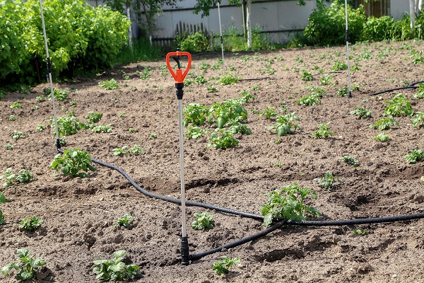 Система полива ЖУК для картофельных полей