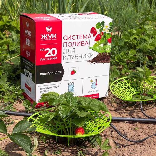 Капельный полив клубники ЖУК от емкости