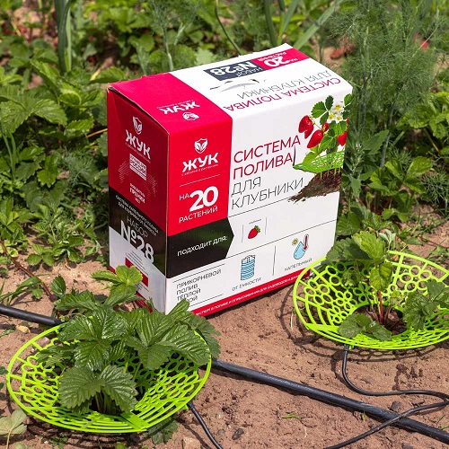 Капельный полив клубники ЖУК от емкости