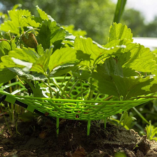Капельный полив клубники ЖУК от емкости