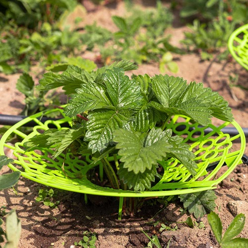 Капельный полив клубники ЖУК от водопровода